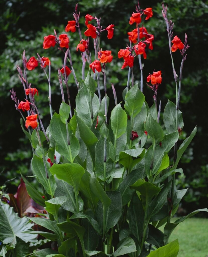 Cannas-829x1024 14 Bulbs To Plant This Fall For Beautiful Blooms Next Spring