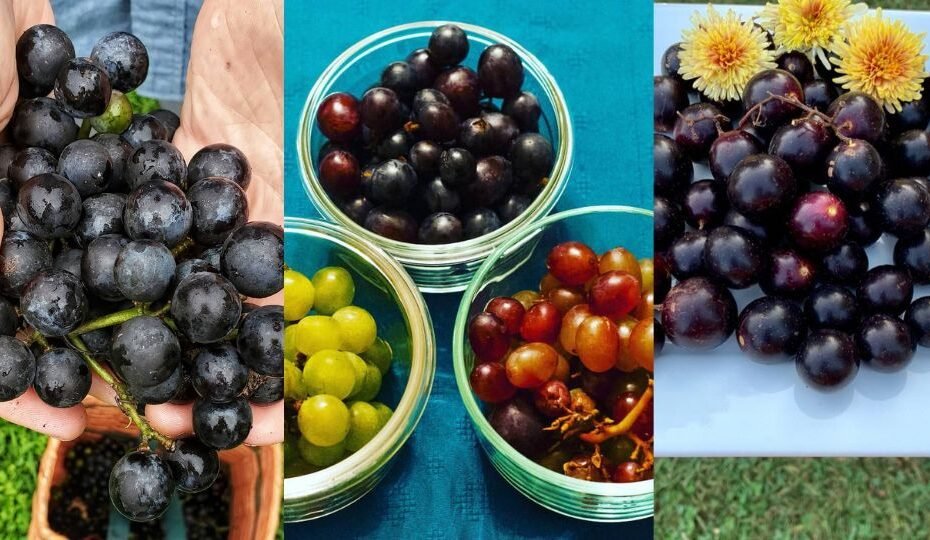 Grow and Care for Muscadines