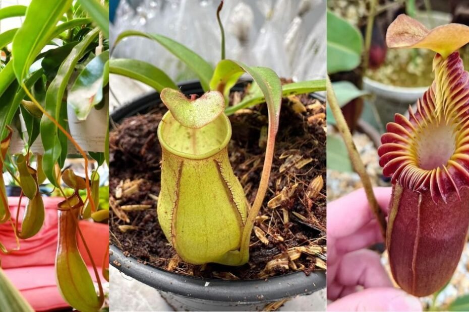 Care for Pitcher Plant