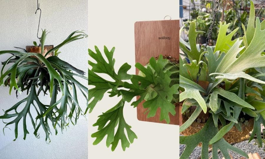 How to Grow and Care for Staghorn Fern: A Complete Guide for Breathtaking Greenery