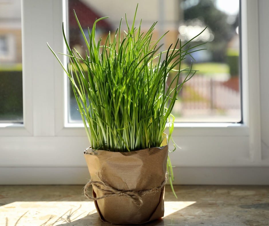 Gardening Chives-k 15 Of The Best Plants To Grow In Your Kitchen