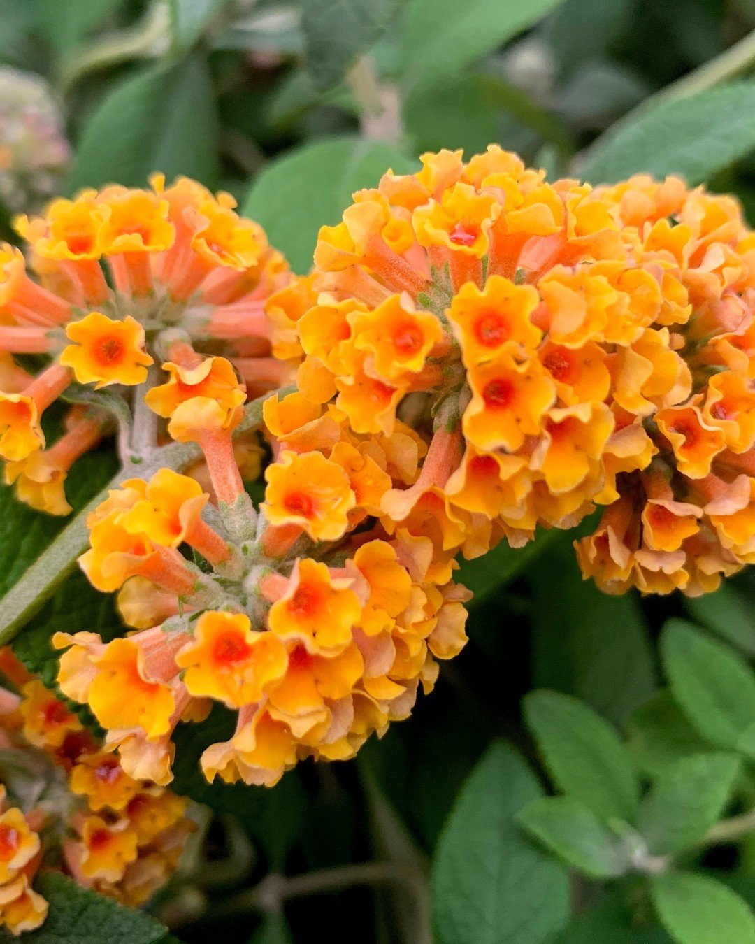 Choosing-the-Right-Variety-Buddleia Butterfly Bush Care Guide: How to Plant, Grow, and Maintain Buddleia