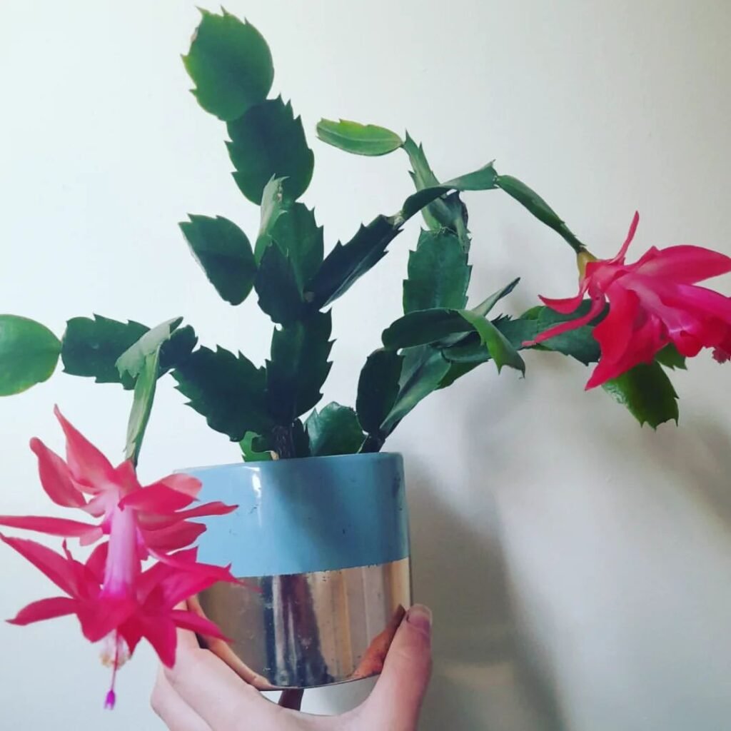 Christmas-Cactus-1024x1024 How To Make A Christmas Cactus Bloom, According To An Expert