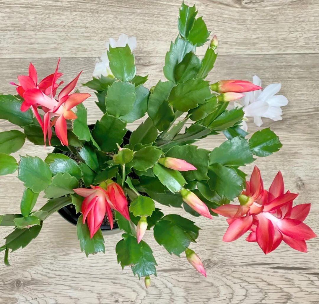 Christmas-Cactus-Bloomb-2 How To Make A Christmas Cactus Bloom, According To An Expert