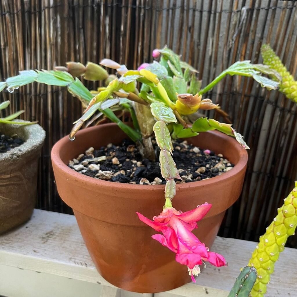 Christmas-Cactus-Fertilizingm-1024x1024 How To Make A Christmas Cactus Bloom, According To An Expert