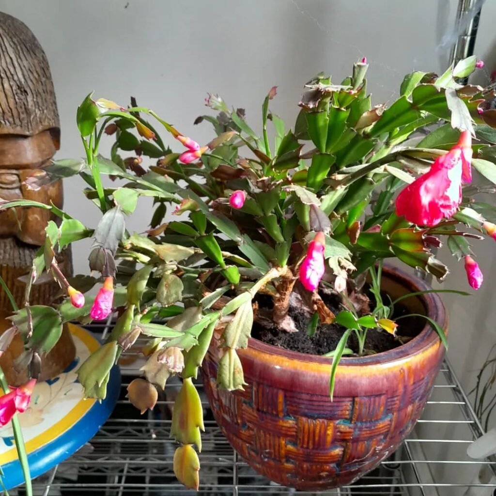 Christmas-Cactus-Overwatering-1024x1024 How To Make A Christmas Cactus Bloom, According To An Expert