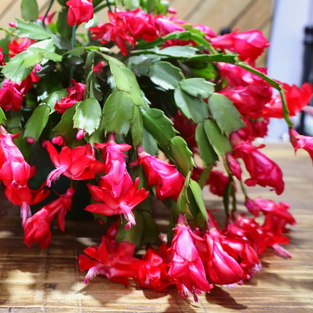 Christmas-Cactus-Patience-and-Consistency-1024x1024 How To Make A Christmas Cactus Bloom, According To An Expert