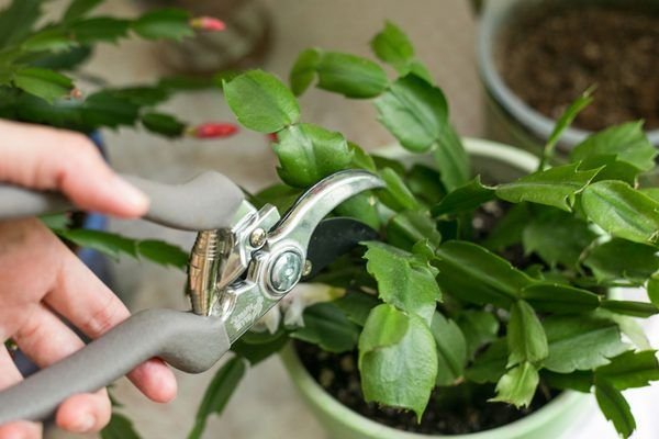 Christmas-Cactus-Pruning How To Make A Christmas Cactus Bloom, According To An Expert