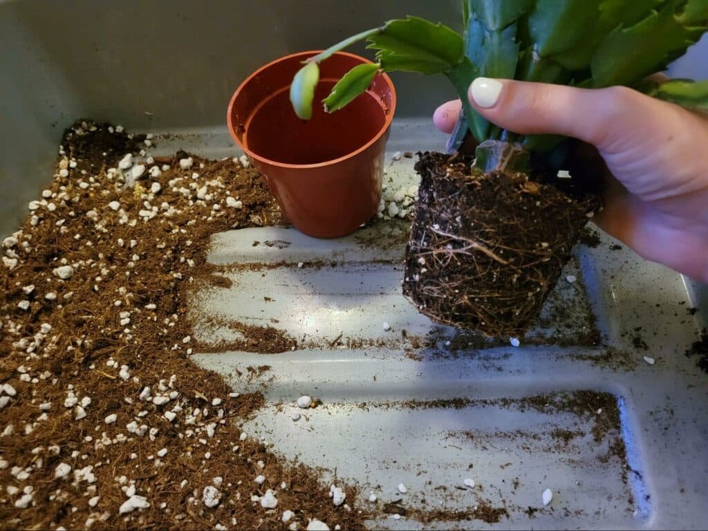 Christmas-Cactus-Repotting How To Make A Christmas Cactus Bloom, According To An Expert