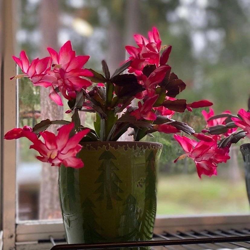 Christmas-Cactus-Schlumbergera-2 31 Stunning Cactus Varieties to Liven Up Your Home