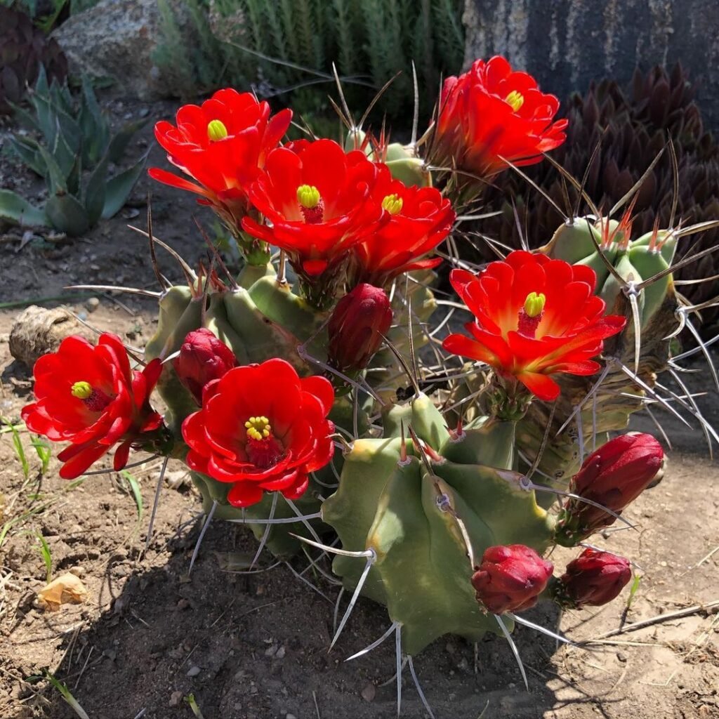Claret-Cup-Cactus-Echinocereus-triglochidiatus-1024x1024 31 Stunning Cactus Varieties to Liven Up Your Home