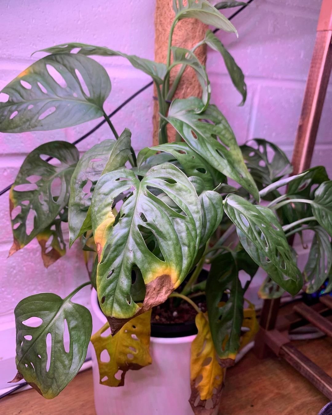 Gardening Common-Monstera-Care-Challenges-and-Solutions Mastering the Art of Monstera Care: A Guide to the Trendy Swiss Cheese Plant