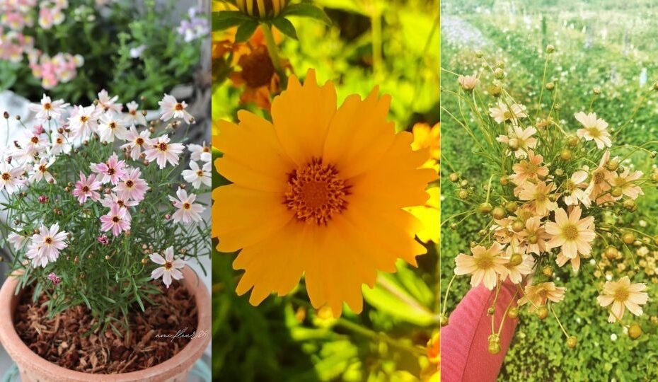 Coreopsis: Brightening Up Your Garden with Sunshine Blooms