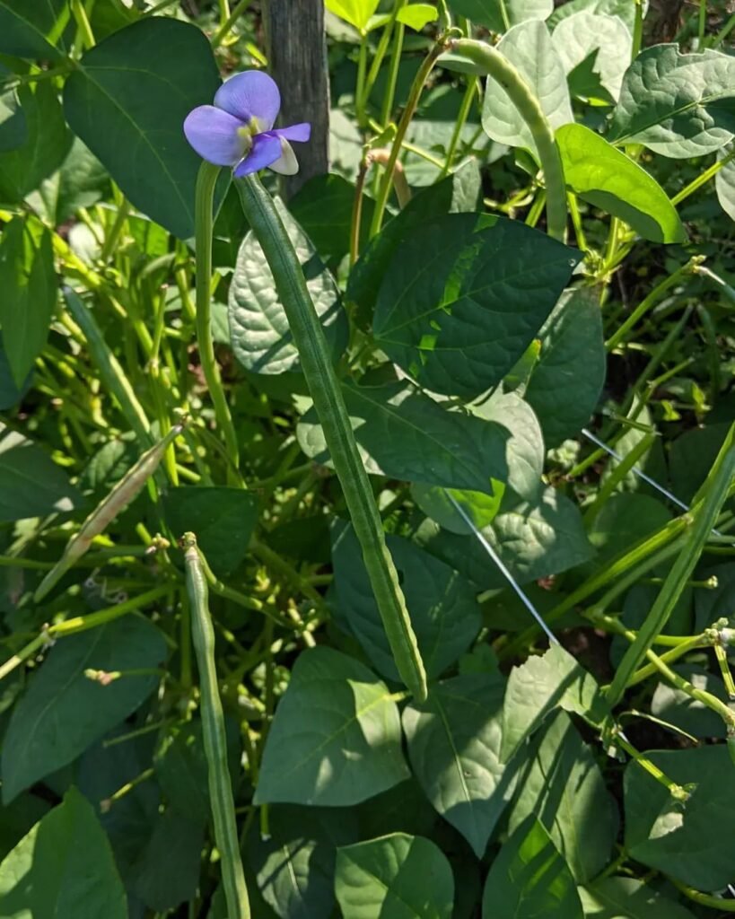 CowpeasSouthern-Peas-819x1024 The Best Types of Garden Beans to Grow in the South