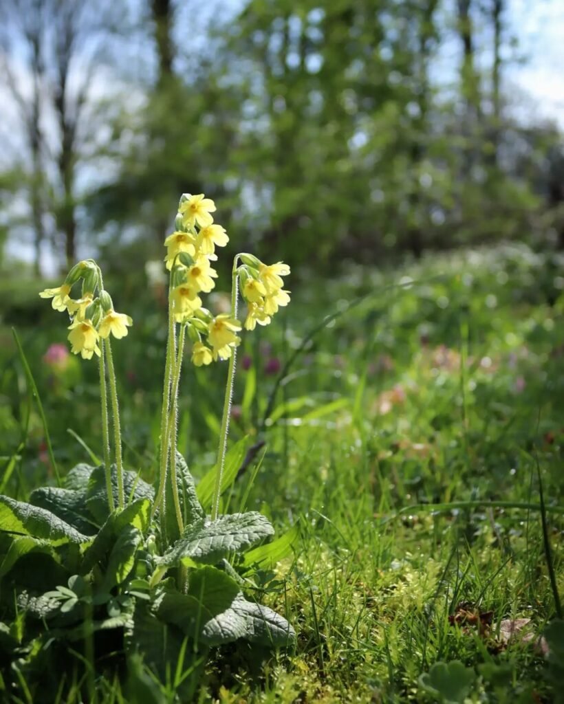 Gardening Oxlip : A Delightful Primrose With a Rich History