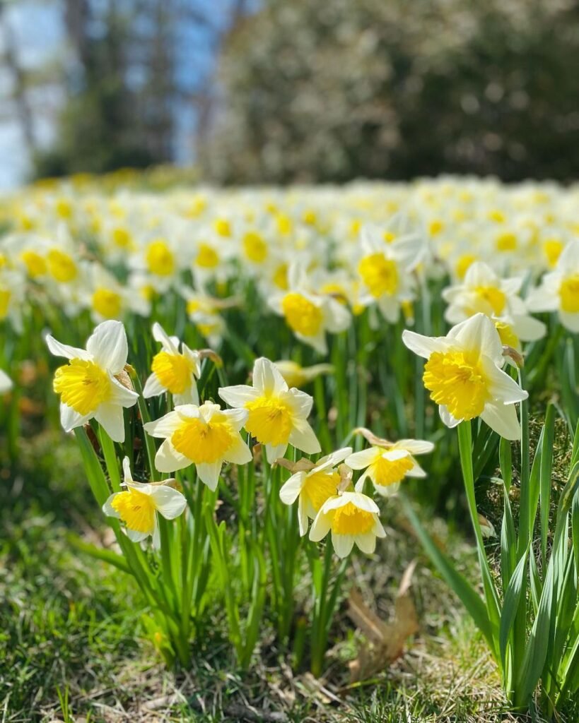 Daffodils-Naturalizingm-819x1024 14 Bulbs To Plant This Fall For Beautiful Blooms Next Spring
