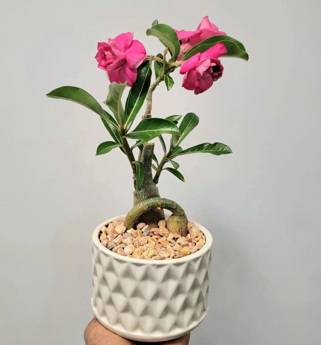 Growing and Caring for the Beautiful Desert Rose Plant - Gardener's School