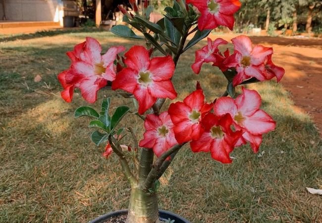 Desert Rose Plant