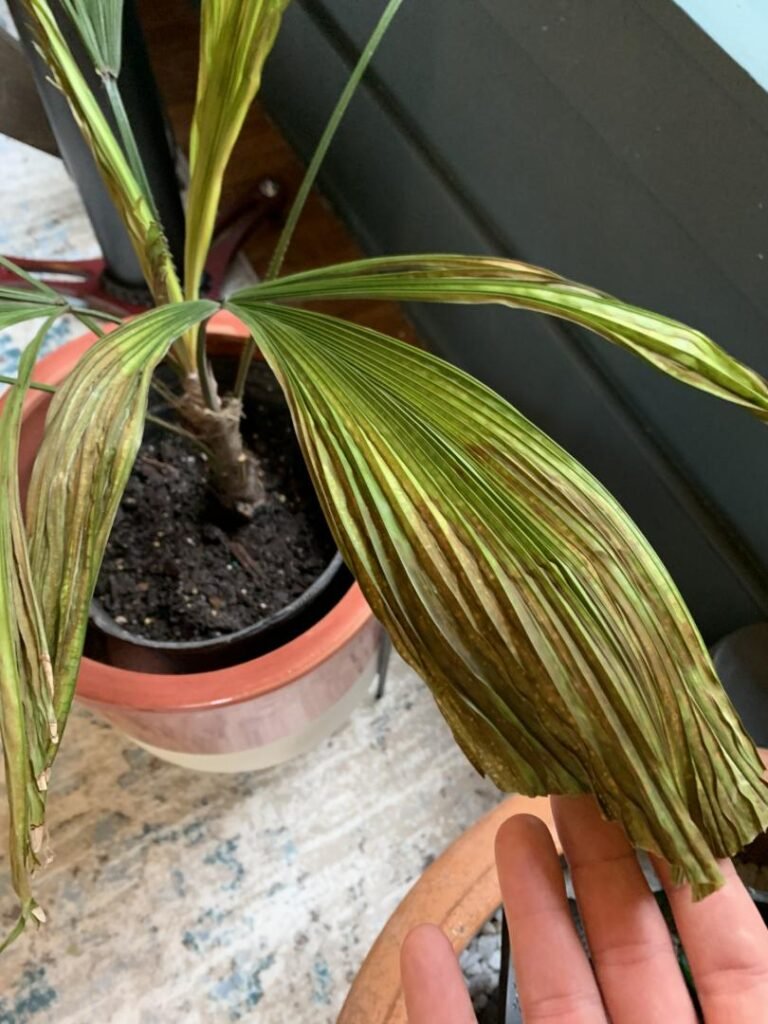 Gardening Disease-Control-768x1024 How to Care for Licuala Grandis (Ruffled Fan Palm)