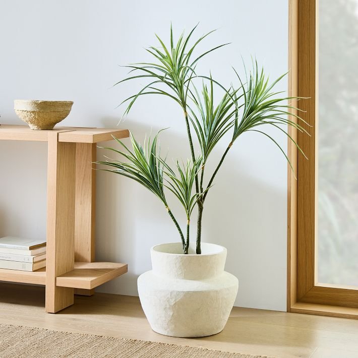 Gardening Dracaena The 18 Best Plants For Bedrooms