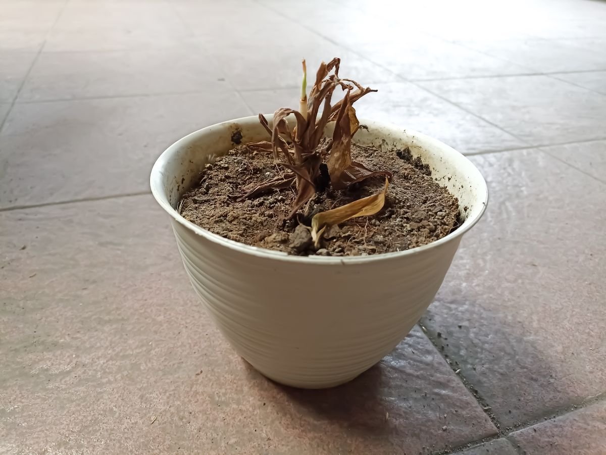Dry-cracked-soil-due-to-underwatering The Ultimate Guide to Watering Outdoor Potted Plants Perfectly