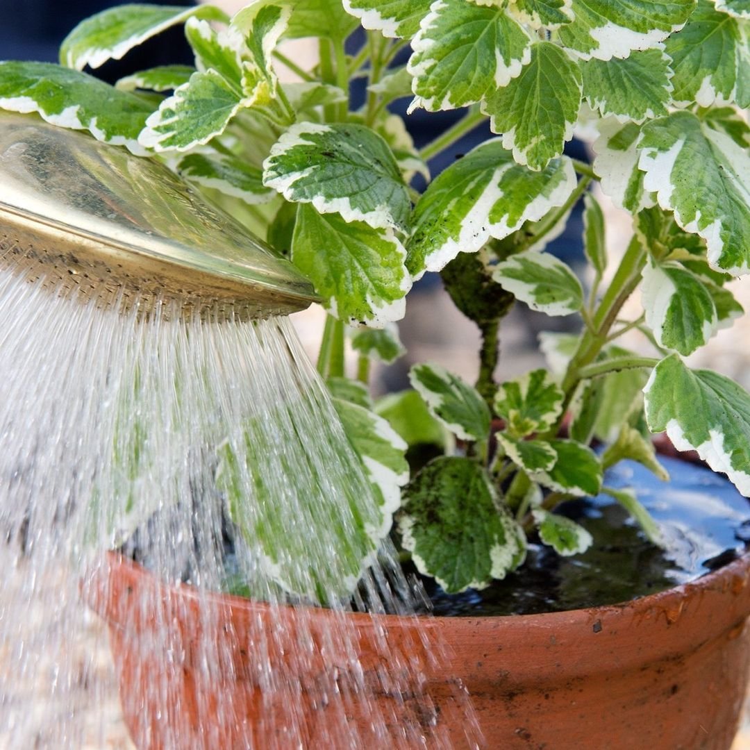 During-the-Growing-Season-1 The Ultimate Guide to Watering Outdoor Potted Plants Perfectly