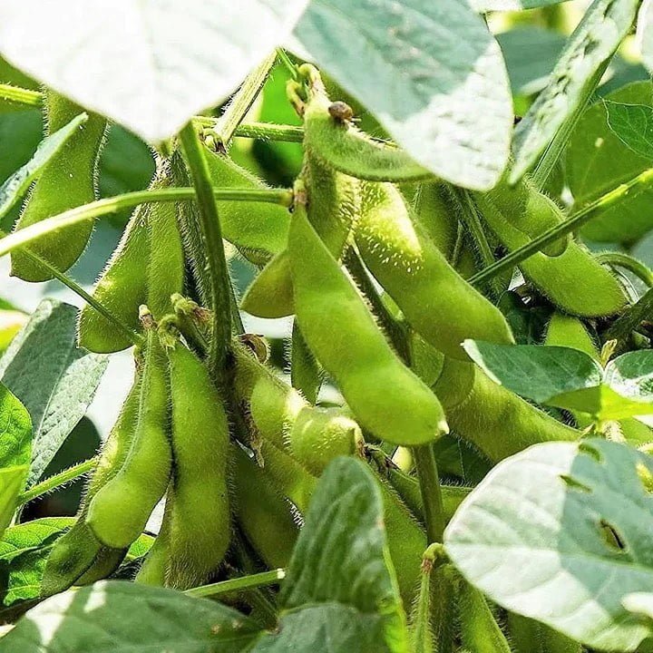 Edamame The Best Types of Garden Beans to Grow in the South