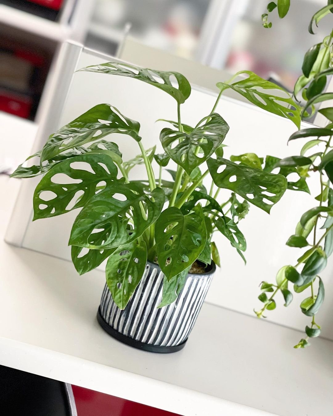 Gardening Embracing-the-Monstera-Trend Mastering the Art of Monstera Care: A Guide to the Trendy Swiss Cheese Plant