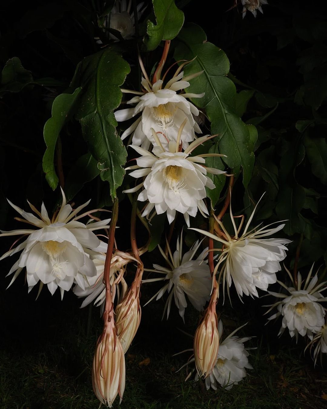 Gardening Enjoying-the-Night-Blooms Complete Guide to Growing Queen of the Night Flower