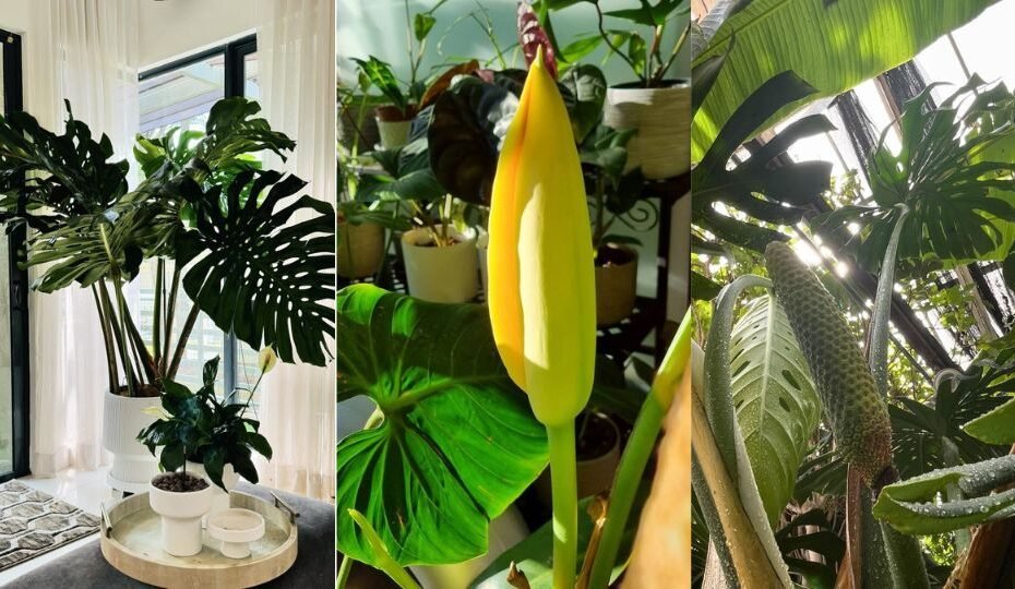 Everything You Need to Know to Grow Monstera Deliciosa Fruit Plant
