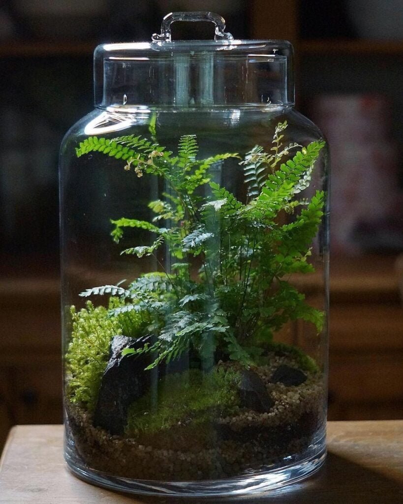 Ferns-819x1024 25 Stunning Terrarium Plants to Liven Up Your Home