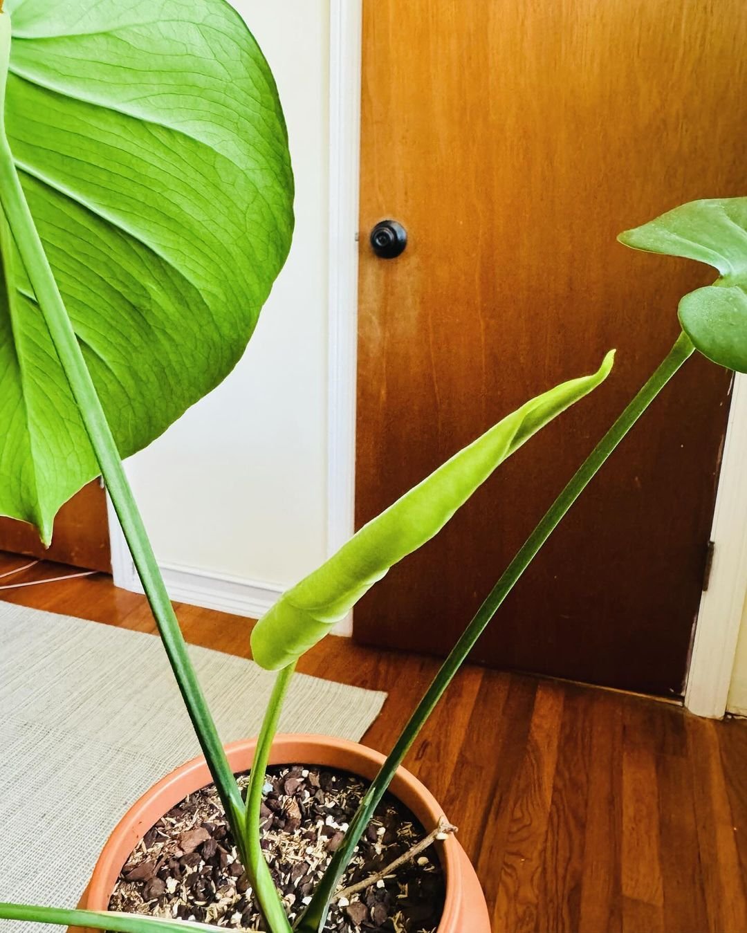 Gardening Fertilazer Mastering the Art of Monstera Care: A Guide to the Trendy Swiss Cheese Plant