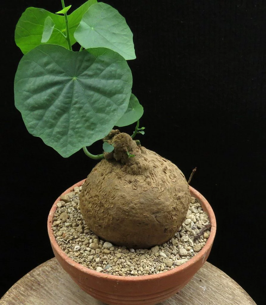 Gardening Fertilizer87 All About the Stephania Tetrandra: A Unique Vining Houseplant