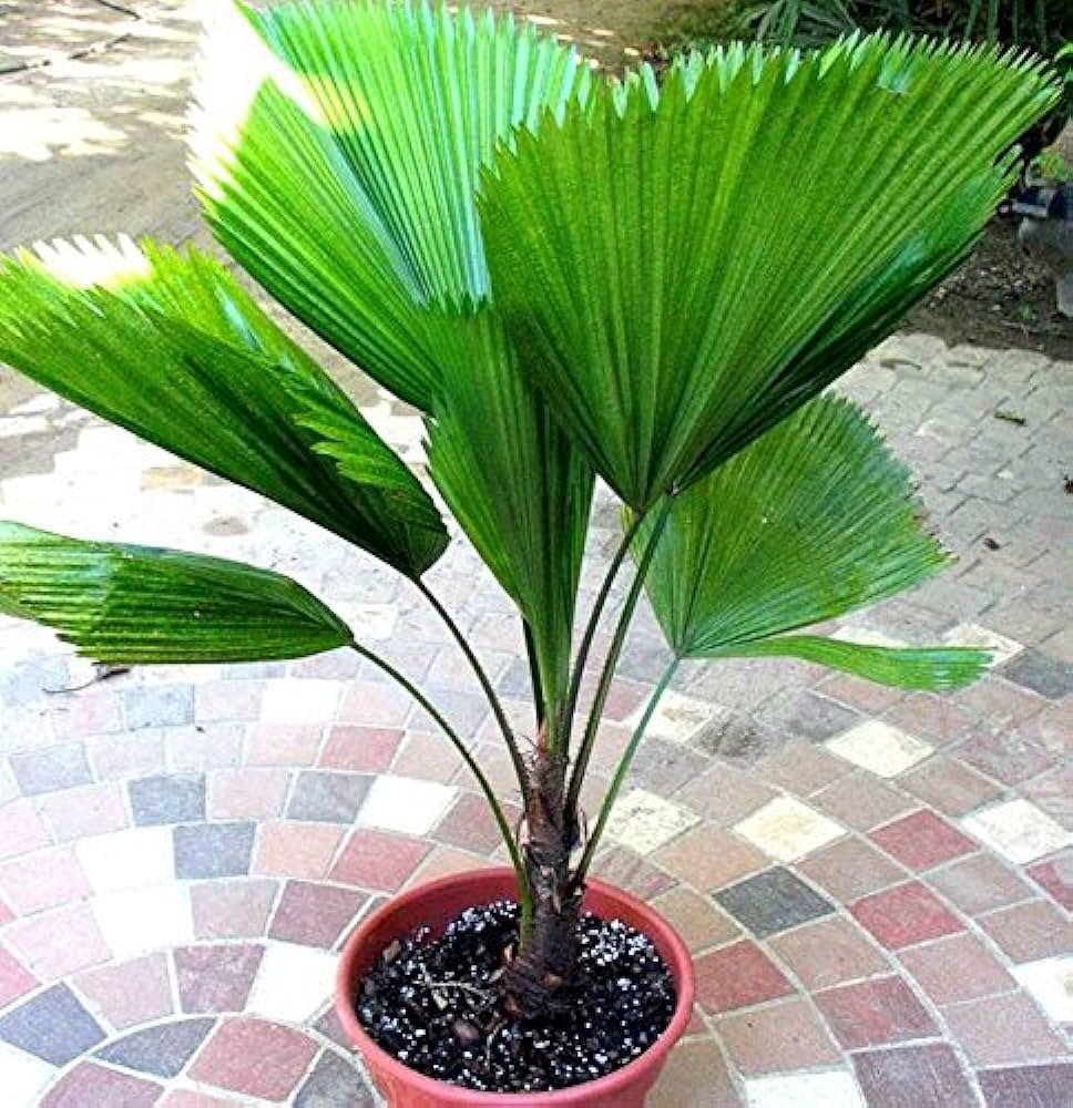 Gardening Fertilizing-1 How to Care for Licuala Grandis (Ruffled Fan Palm)