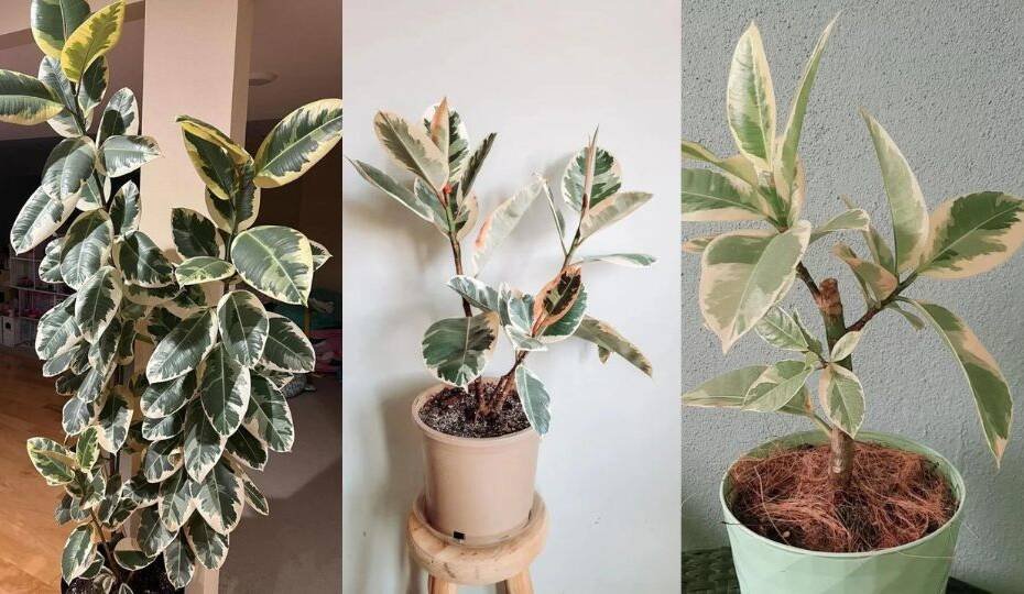 Ficus Tineke Growing Guide