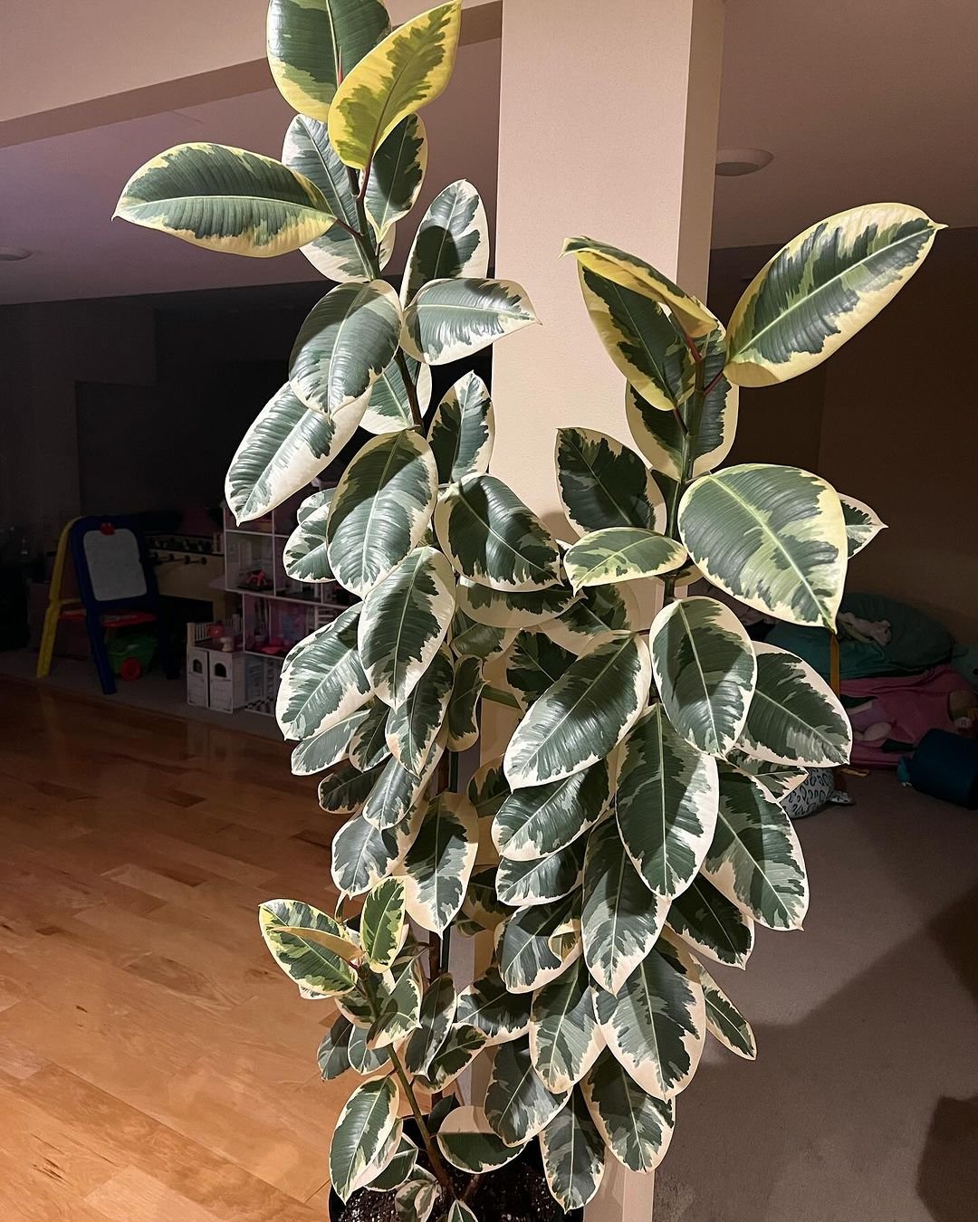 Ficus Tineke Growing Guide