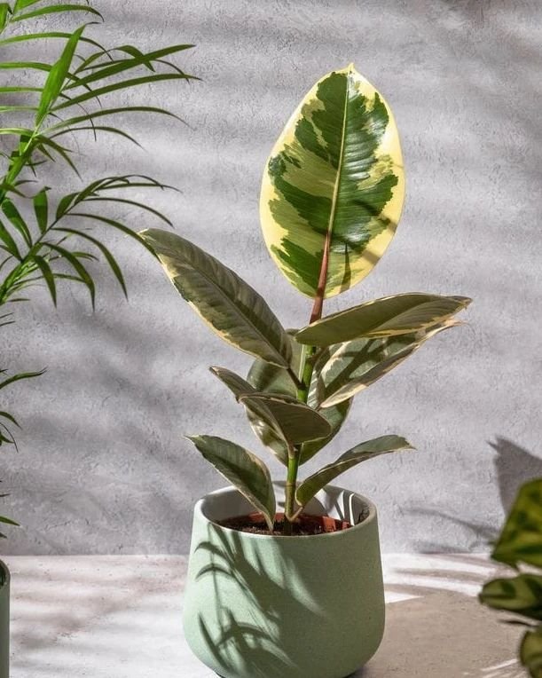 Ficus-Tineke-Light-Requirements Ficus Tineke Growing Guide