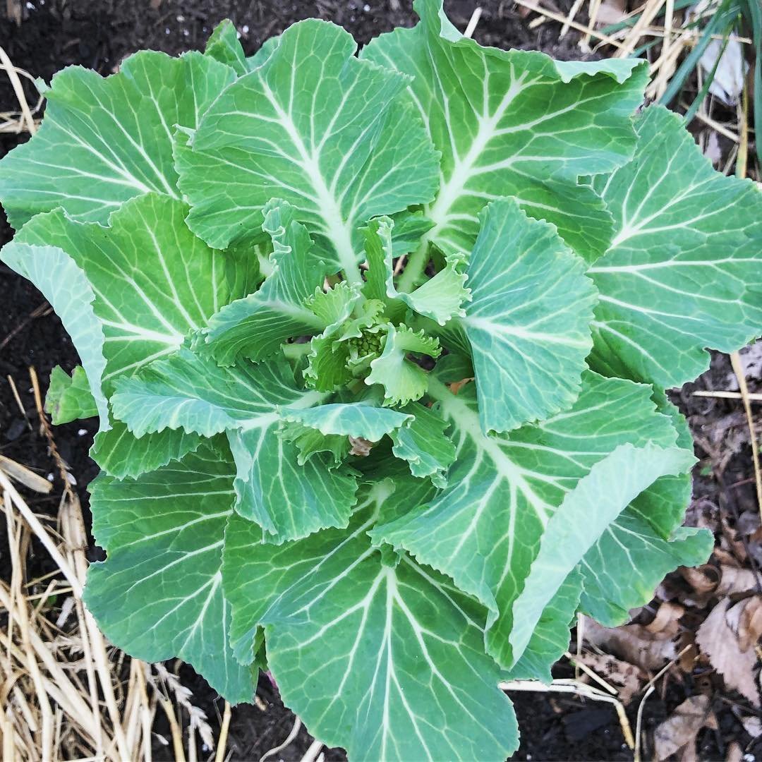 Georgia-Southern How to Grow And Care For Collard Greens