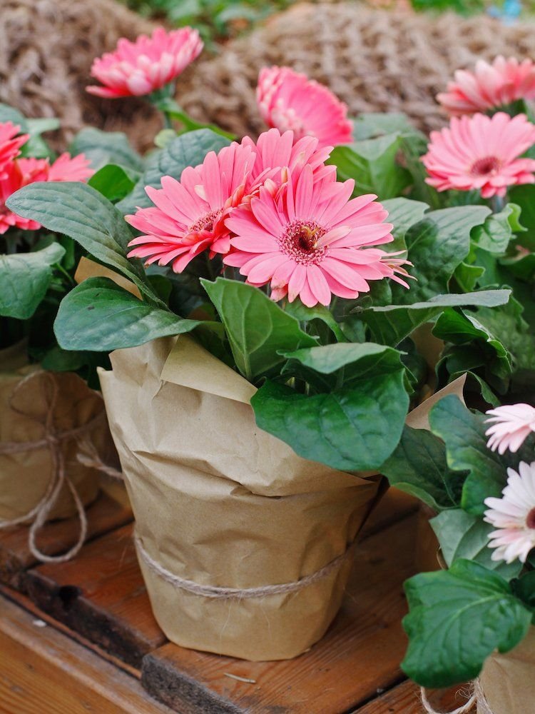 Gardening Gerbera-Daisy-1 The 18 Best Plants For Bedrooms