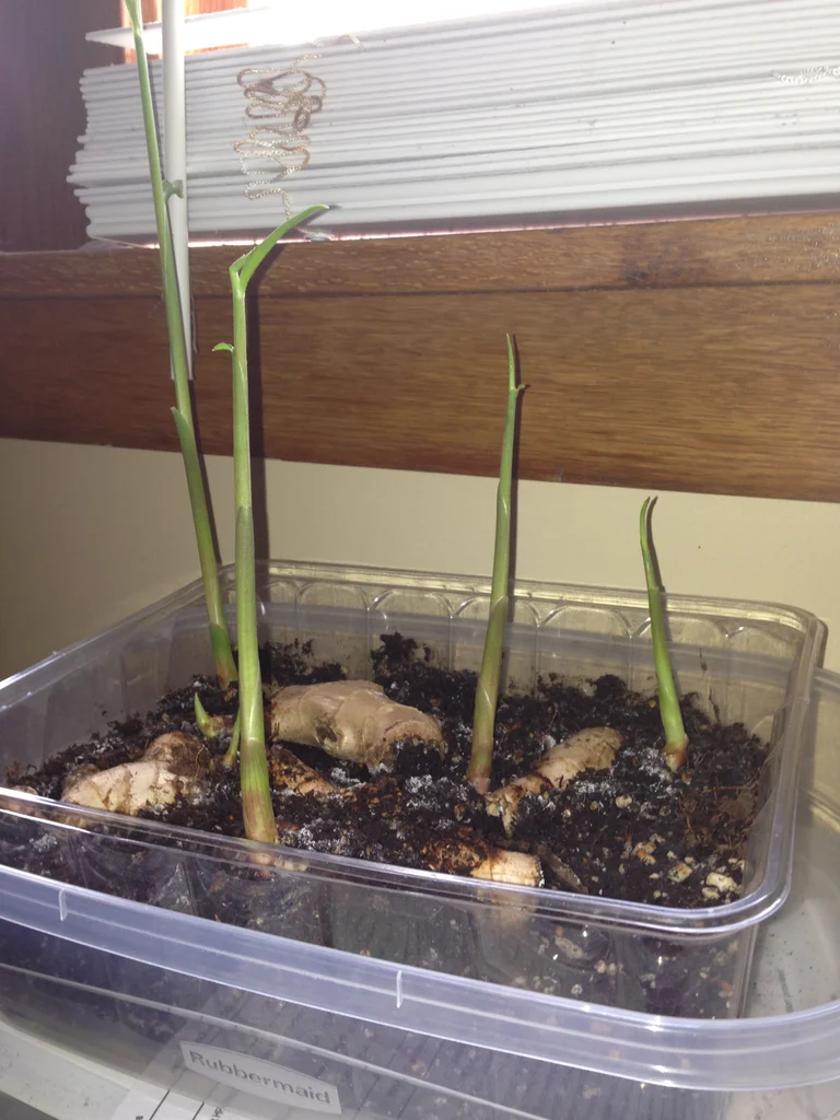 Gardening Ginger 15 Of The Best Plants To Grow In Your Kitchen