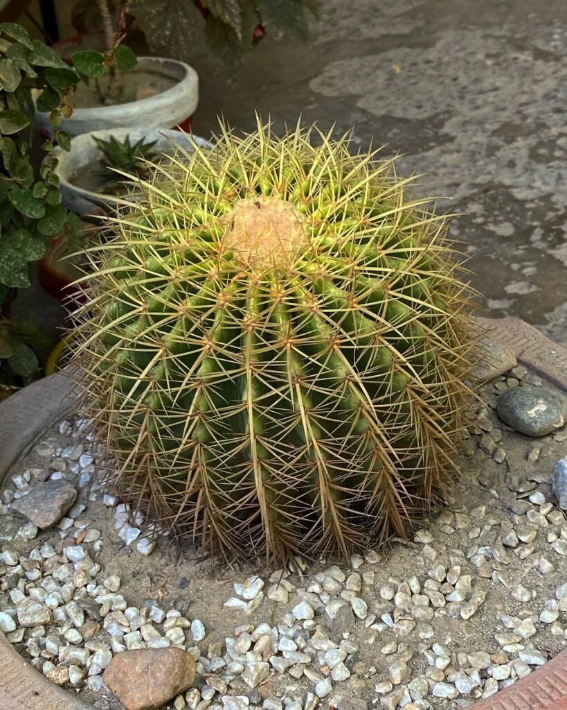 Golden-Barrel-Cactus-Echinocactus-grusonii-819x1024 31 Stunning Cactus Varieties to Liven Up Your Home