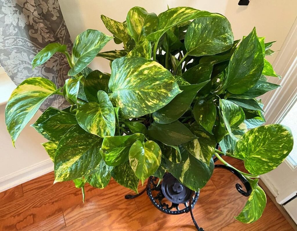 Gardening Golden-Pothos-1024x799 The 18 Best Plants For Bedrooms