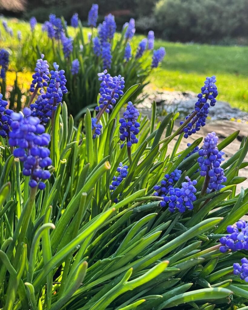 Grape-Hyacinths-3-819x1024 14 Bulbs To Plant This Fall For Beautiful Blooms Next Spring