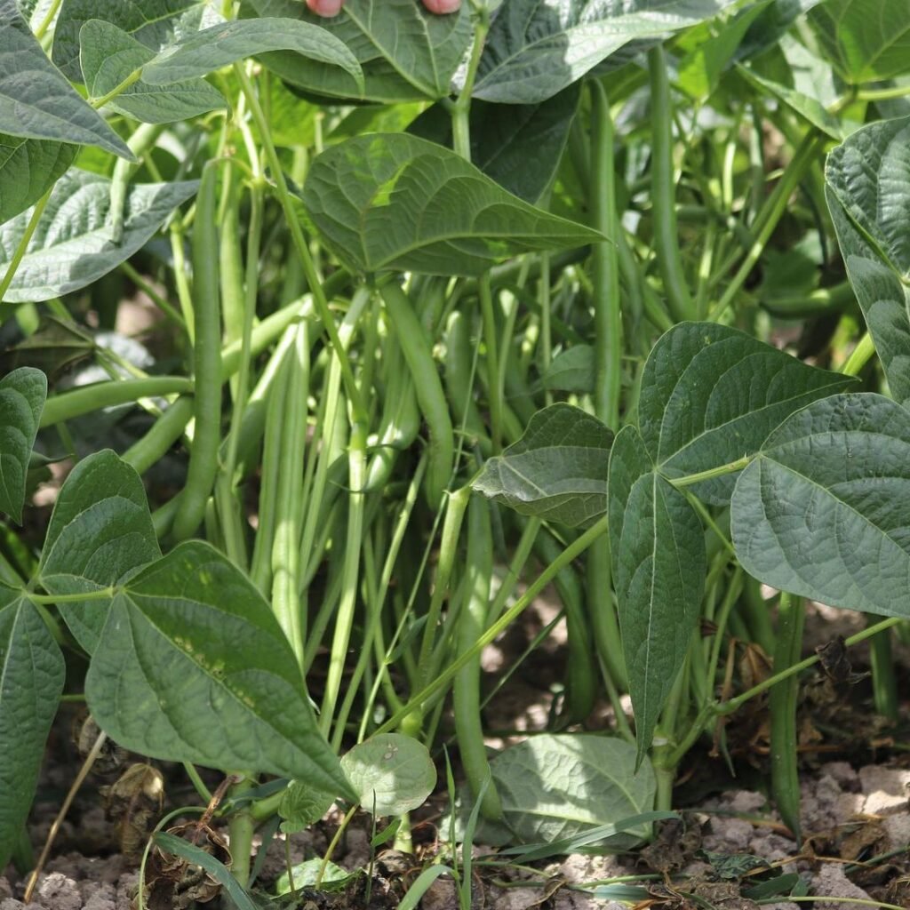 Green-Beans-1024x1024 The Best Types of Garden Beans to Grow in the South
