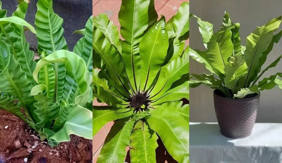 Growing and Caring for Beautiful Bird's Nest Ferns