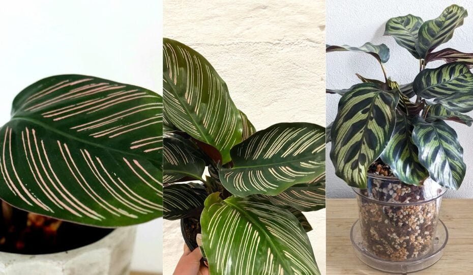 Guide to Keeping Calathea Plants Healthy and Gorgeous