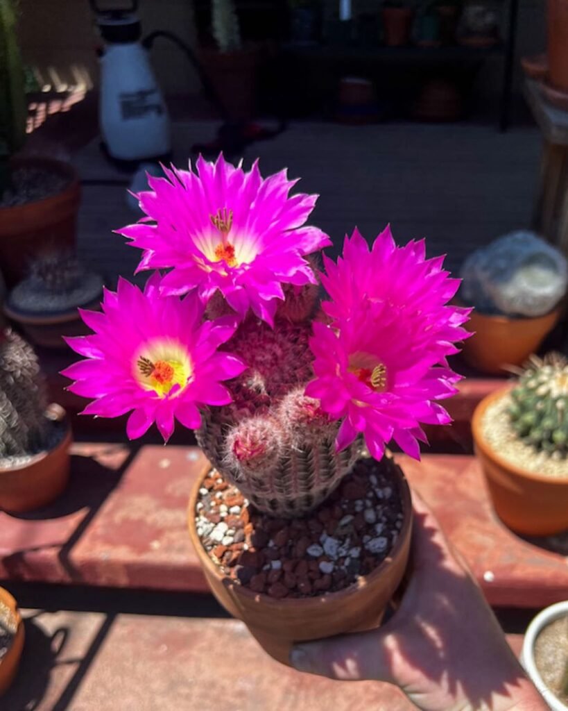  31 Stunning Cactus Varieties to Liven Up Your Home