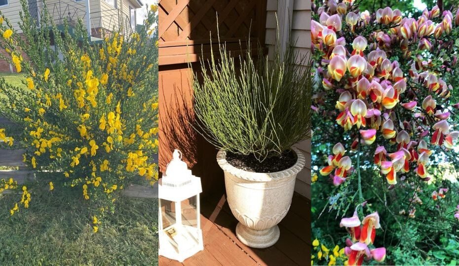 How to Grow and Care for Broom Plants