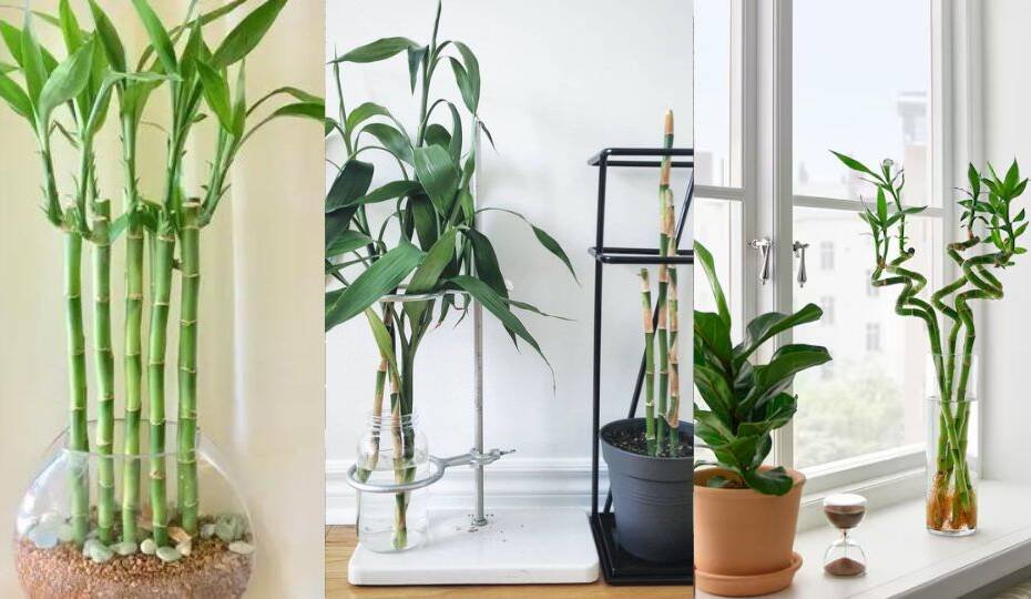 How to Grow and Care for Lucky Bamboo Indoors