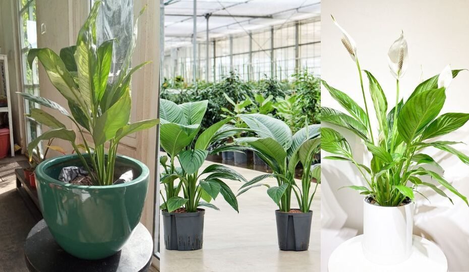 How to Grow and Care for Peace Lily Plants: A Complete Guide